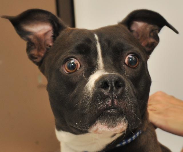 Roxy